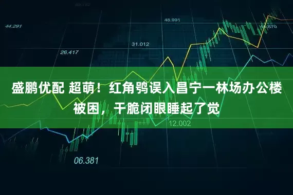 盛鹏优配 超萌！红角鸮误入昌宁一林场办公楼被困，干脆闭眼睡起了觉